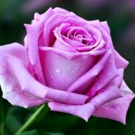 Иконка канала Elizabeth Black