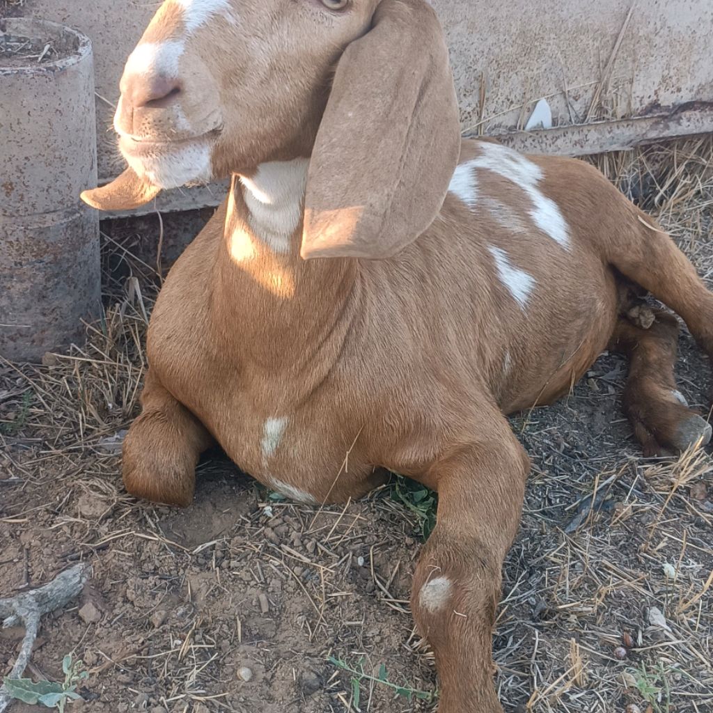 Иконка канала Счастливая Коза