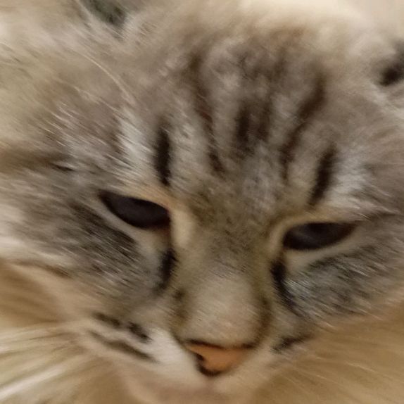 Иконка канала Котики😸😾🙀😽