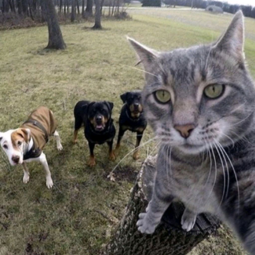 Иконка канала Даша