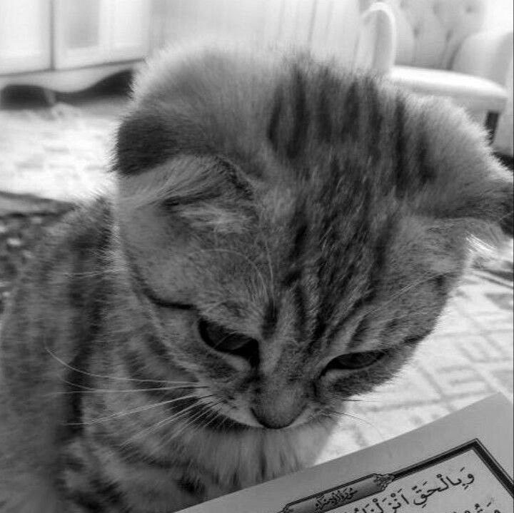 Иконка канала Мусульманский Канал