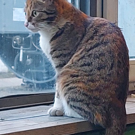 Иконка канала Чикен валер