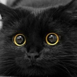 Иконка канала Marki'Z