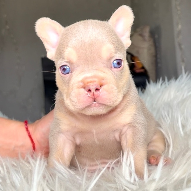 Иконка канала channel73828370