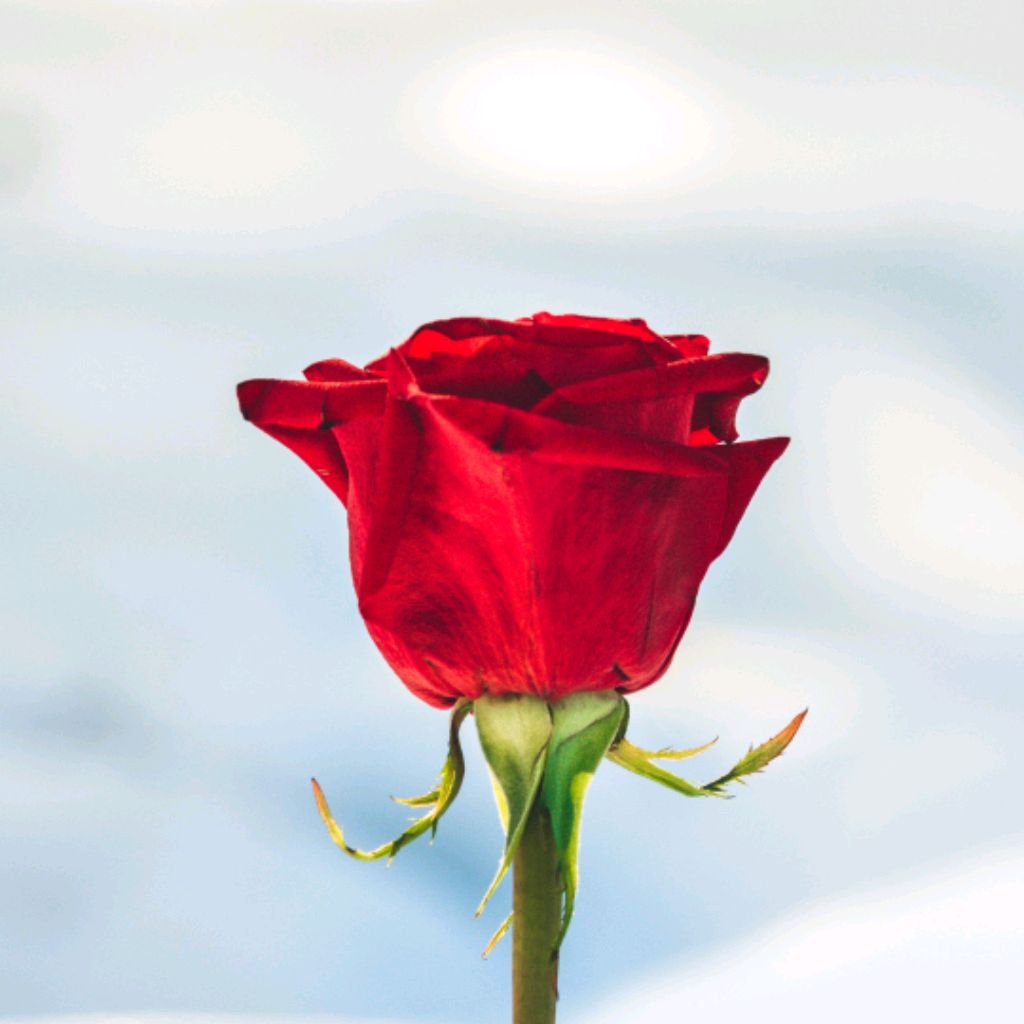 Иконка канала Elena Star Tarot