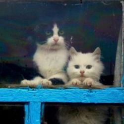 Иконка канала prvideo