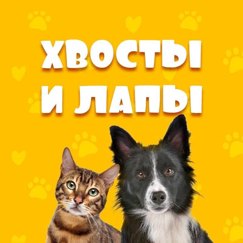 Иконка канала Хвосты и Лапы