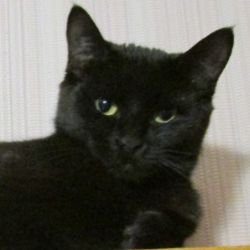 Иконка канала Кошка Люська-Буська - Ночная Фурия!