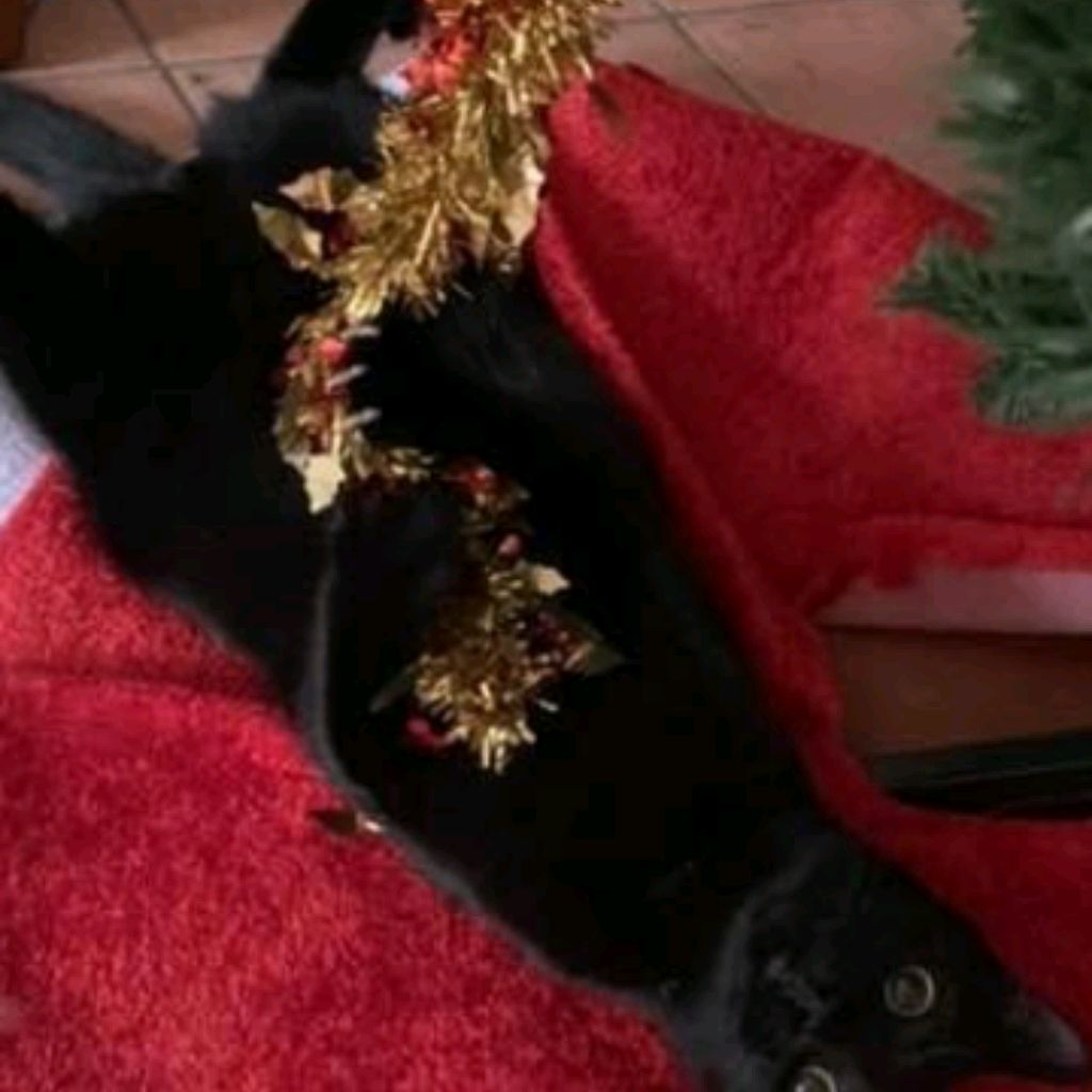 Иконка канала Алиса_Fox