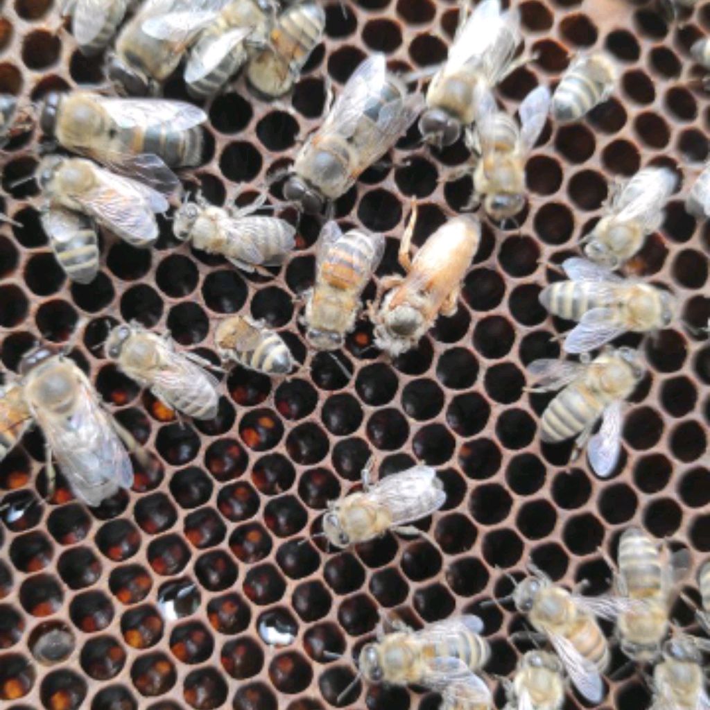 Иконка канала Пасека И Природа Донбасса