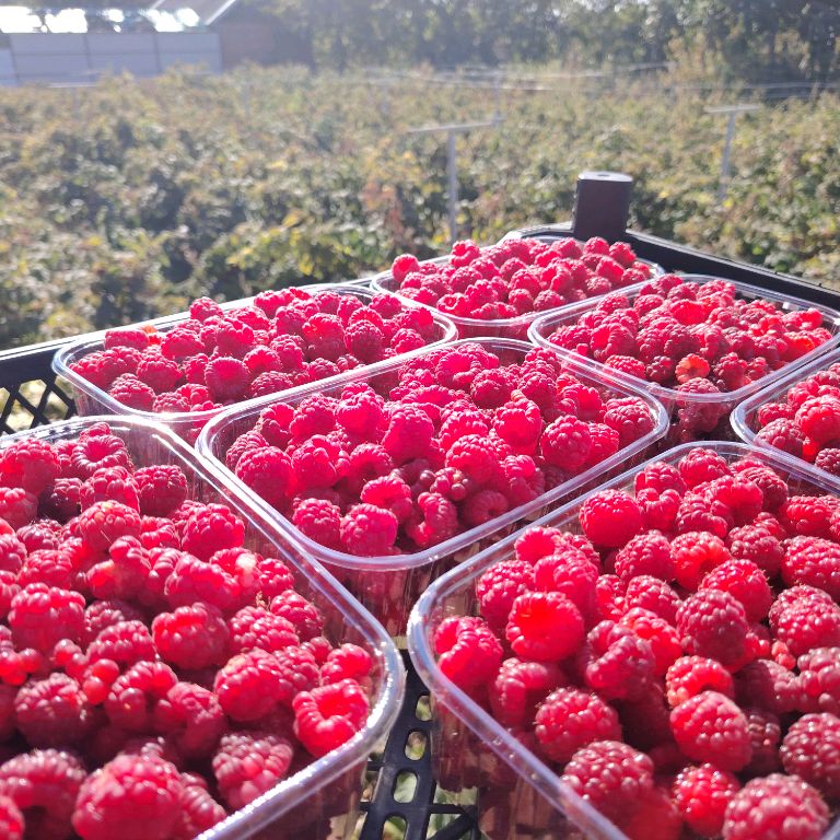 Иконка канала Малина Ведерников