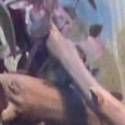 Иконка канала Бородатая агама Драко