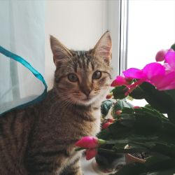 Иконка канала Сумасшедший Псих