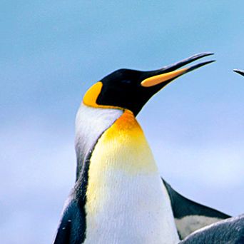 Иконка канала Пингвинатор 3000