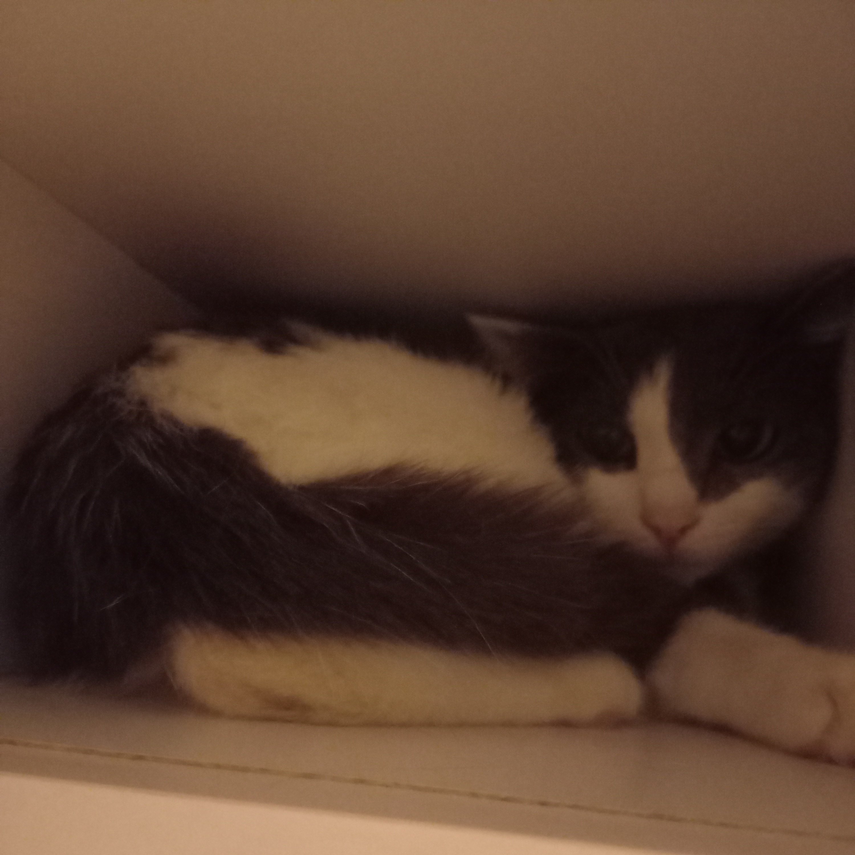 Иконка канала кот в коробке