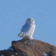 Иконка канала Про Аркаим, музыку и Космос