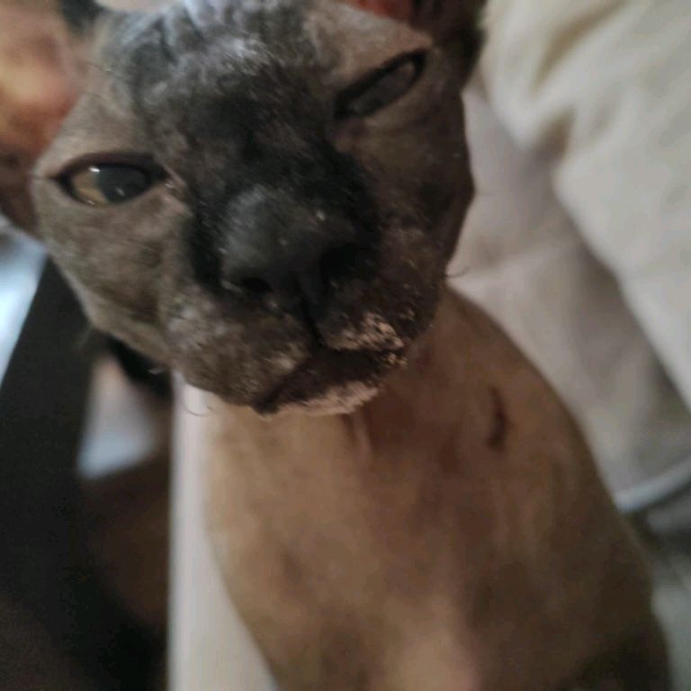 Иконка канала ВИДЕО ОТ ФЕНИКСА!