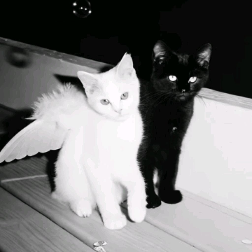 Иконка канала Куки Рыбка🐱