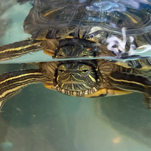 Иконка канала Motya_turtle