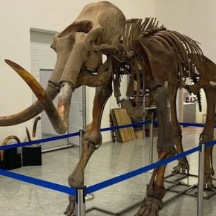 Иконка канала Палеонтология наука для ислама!