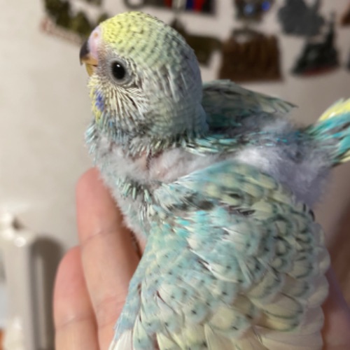 Иконка канала Анука гадайка