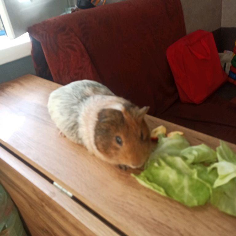 Иконка канала Котики Не Здаются 2