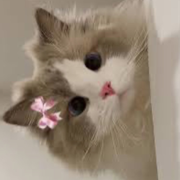 Иконка канала Kitty like💗