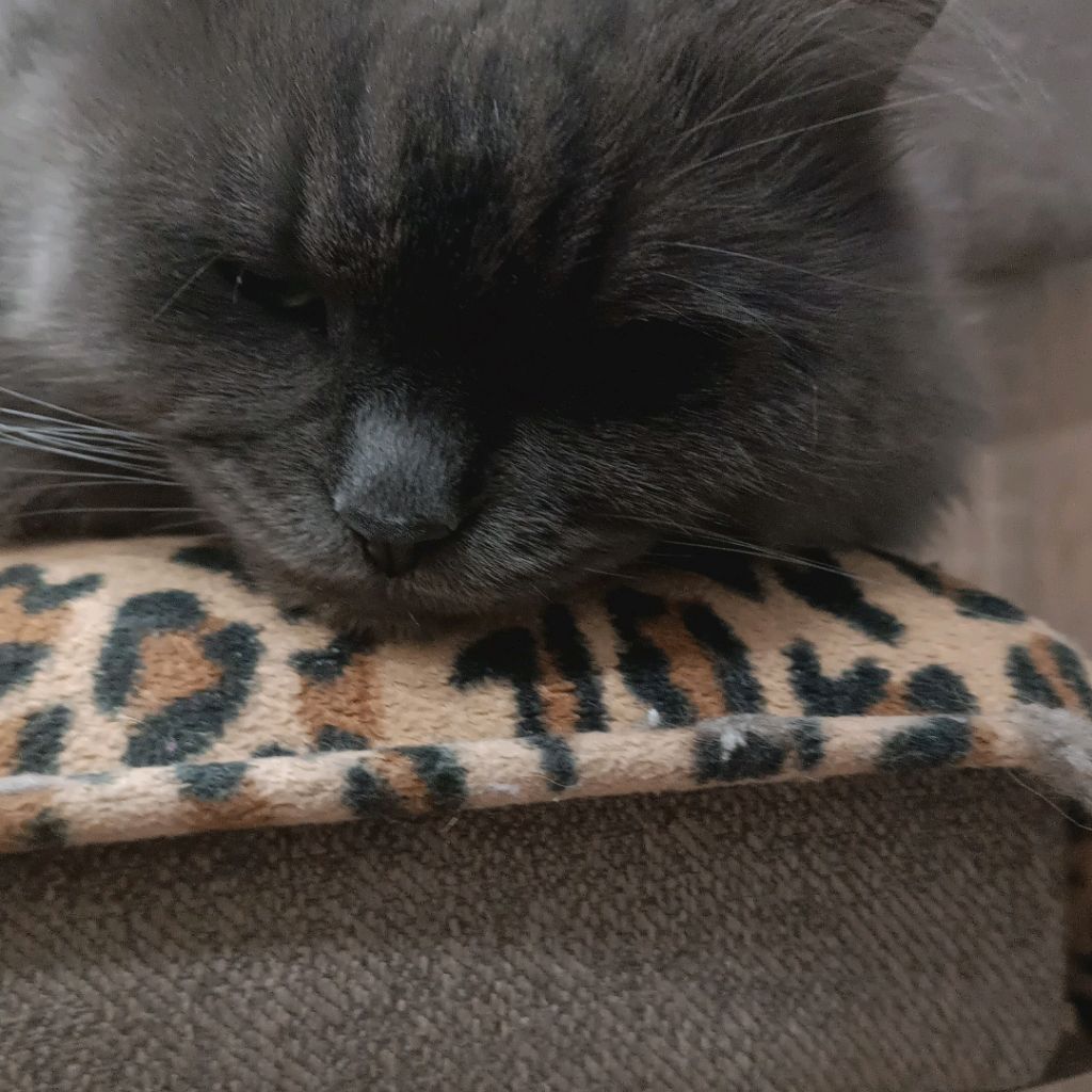 Иконка канала Kat  𝙈𝙖𝙧𝙠𝙪𝙨