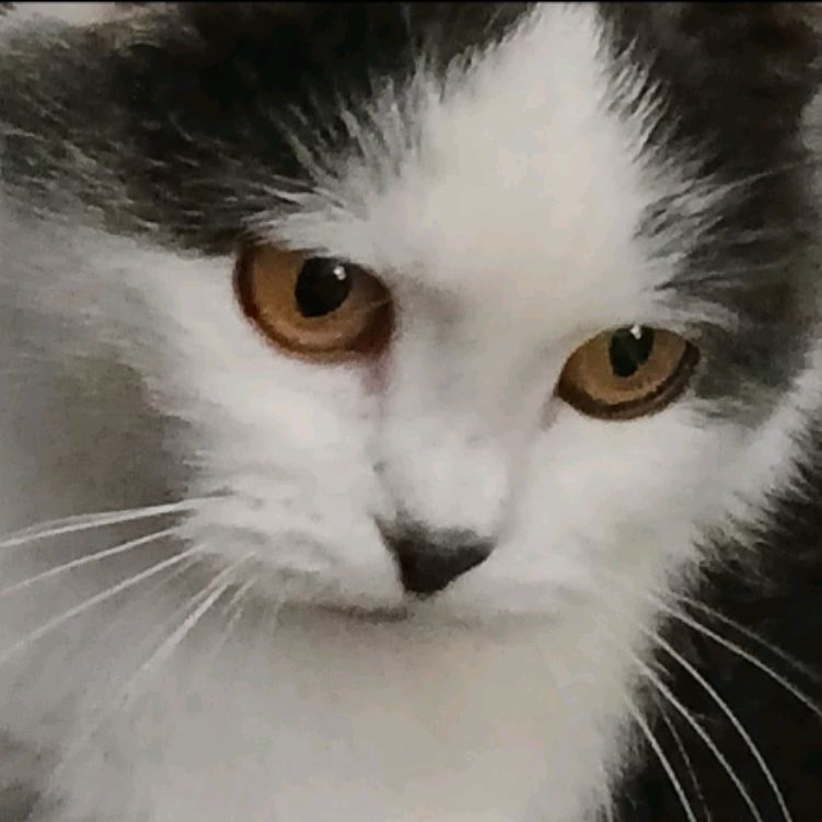 Иконка канала Даня94к И Мурлышка