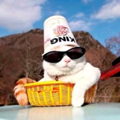 Иконка канала Кот вася. Е: