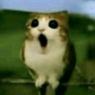 Иконка канала @#$meowl@#$