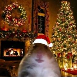 Иконка канала Mainer