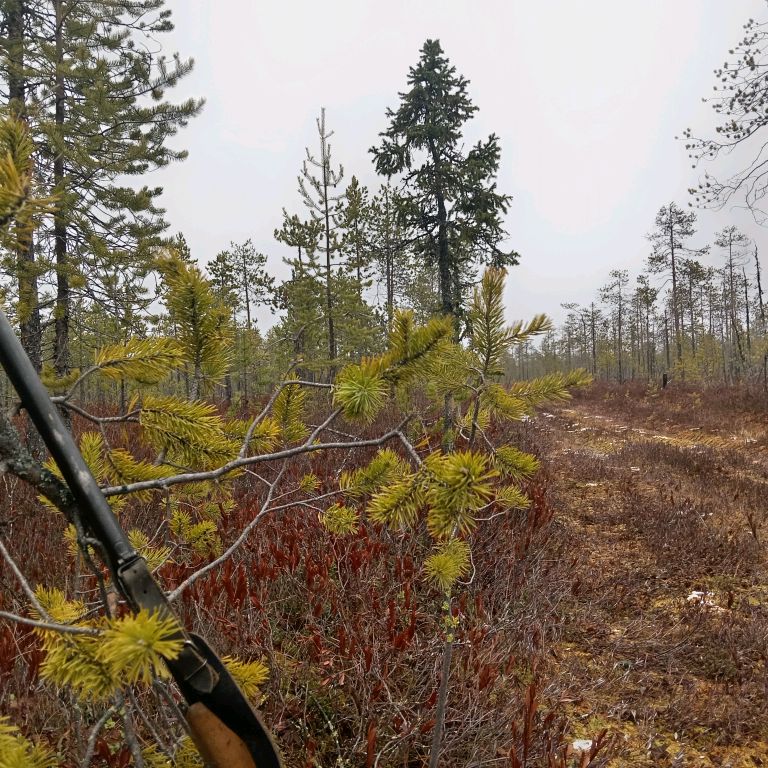 Иконка канала Где-то в Коми