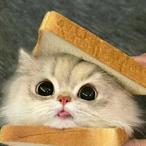 Иконка канала Ника шоу