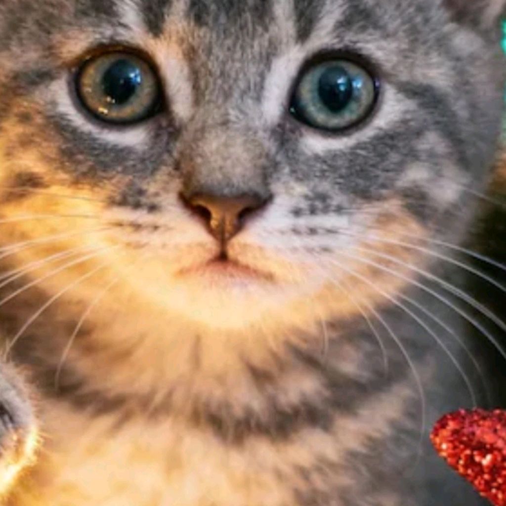 Иконка канала кысики