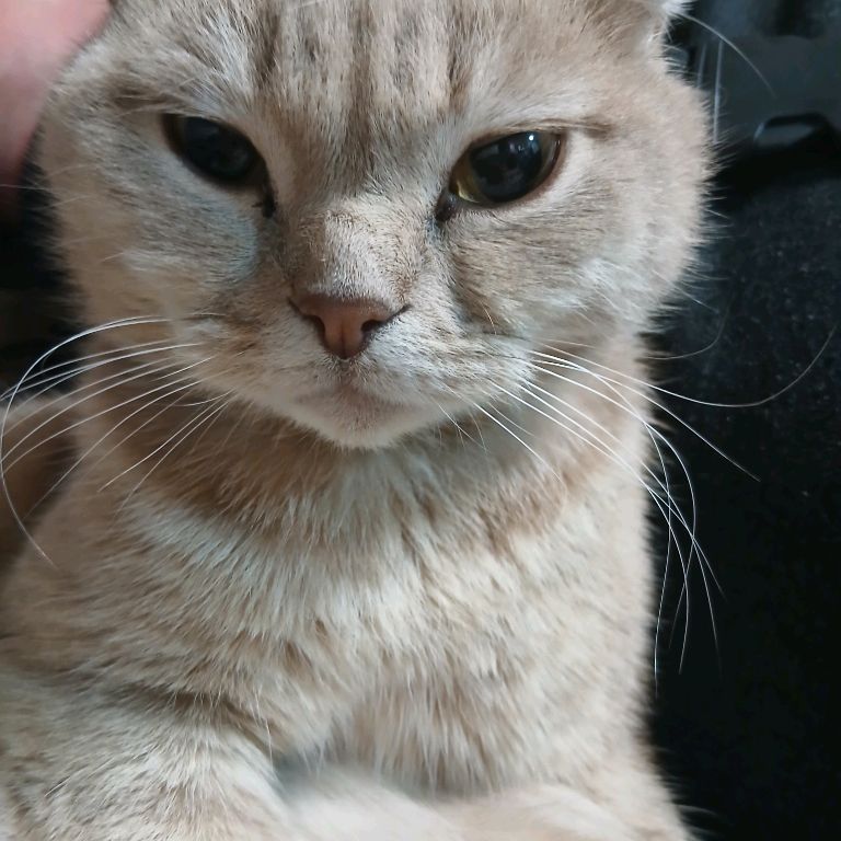 Иконка канала Блогер