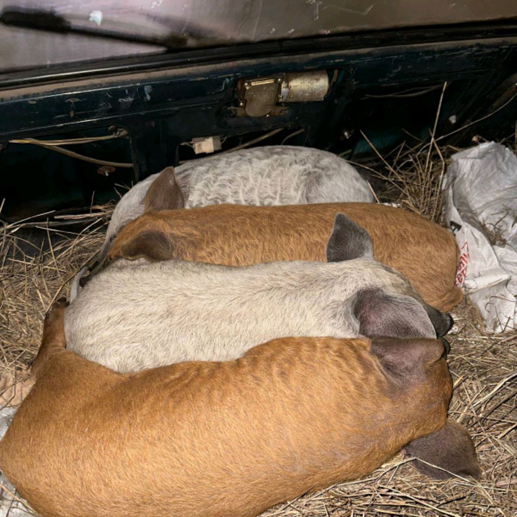 Иконка канала Венгерская Мангалица! Первый Опыт!