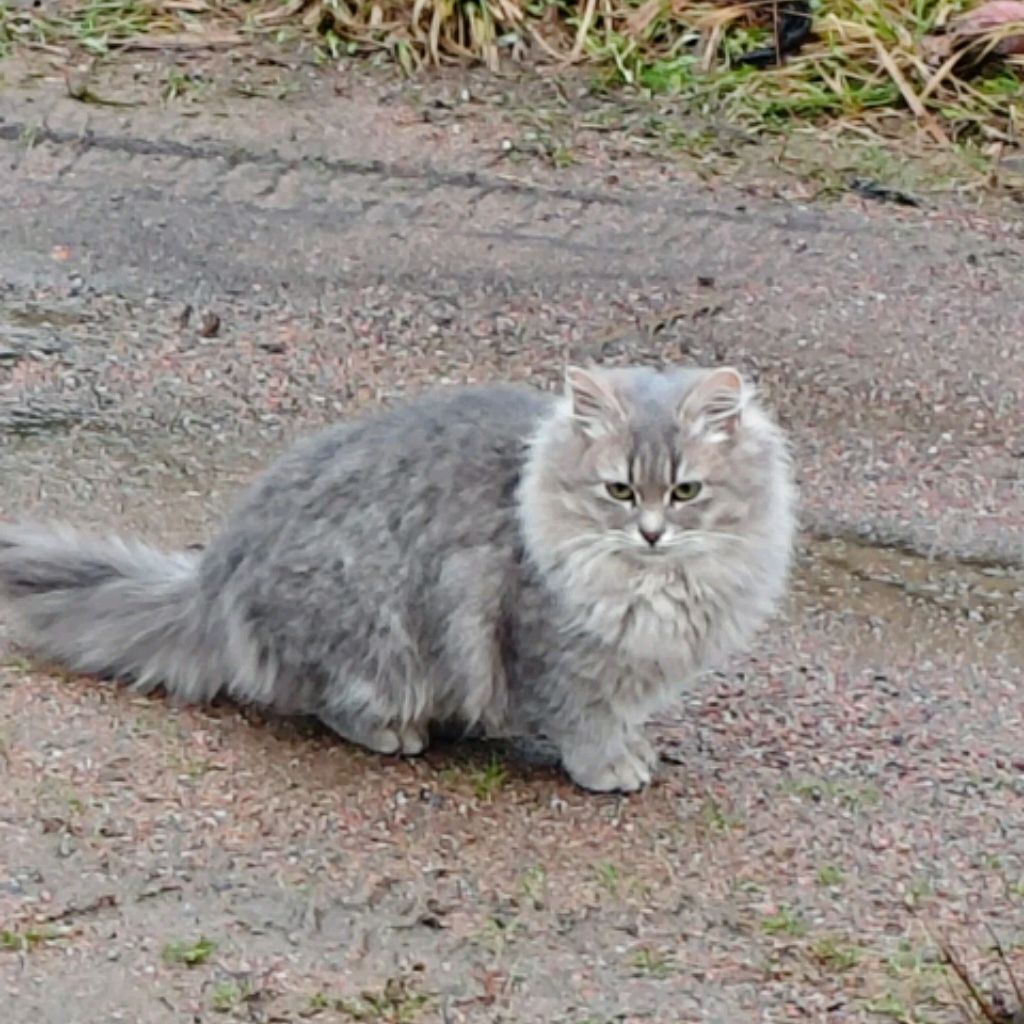 Иконка канала Соня