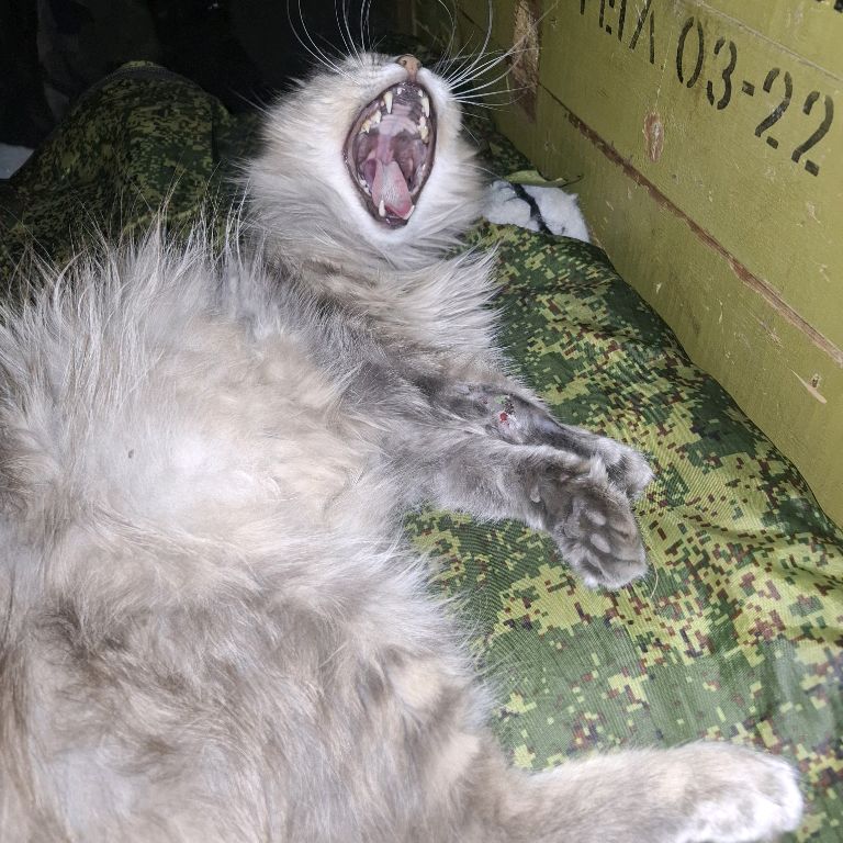 Иконка канала Солист Собака.ру