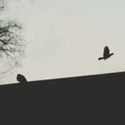 Иконка канала e.no.no