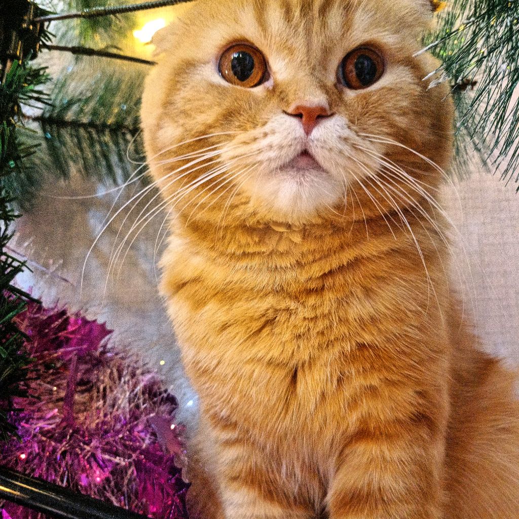 Иконка канала Кот Бисквит - артист и юморист