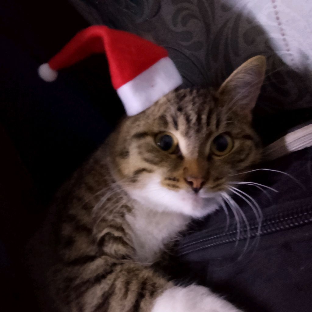 Иконка канала Тиша (Новогодний) 😿🟢 - 💩