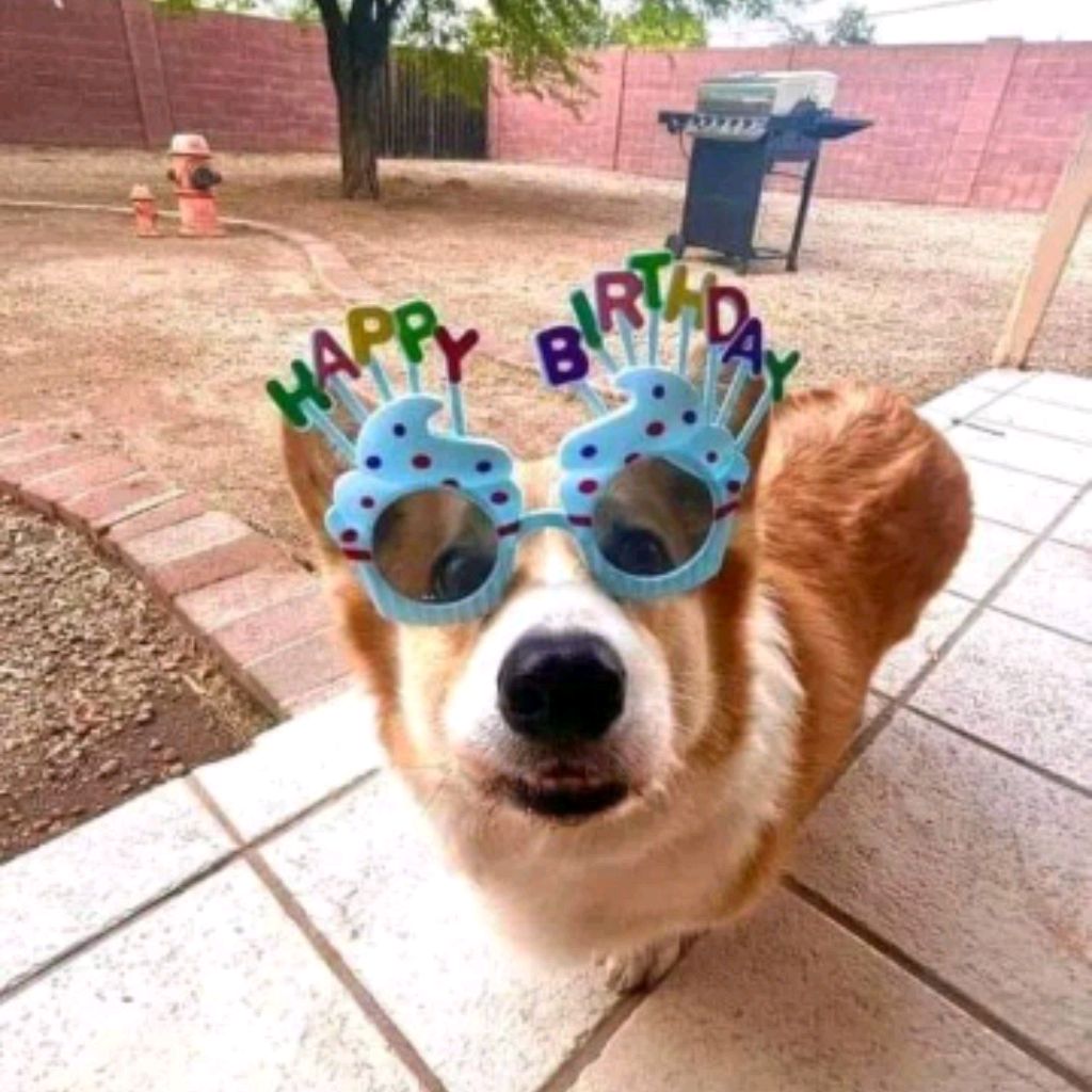 Иконка канала CORGI TB🧡💫🐶