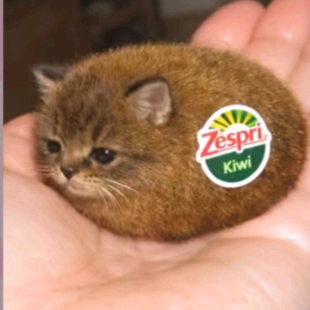 Иконка канала MYAFKA RUTUBE