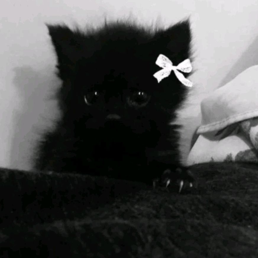 Иконка канала ﹤_Viksya_﹥