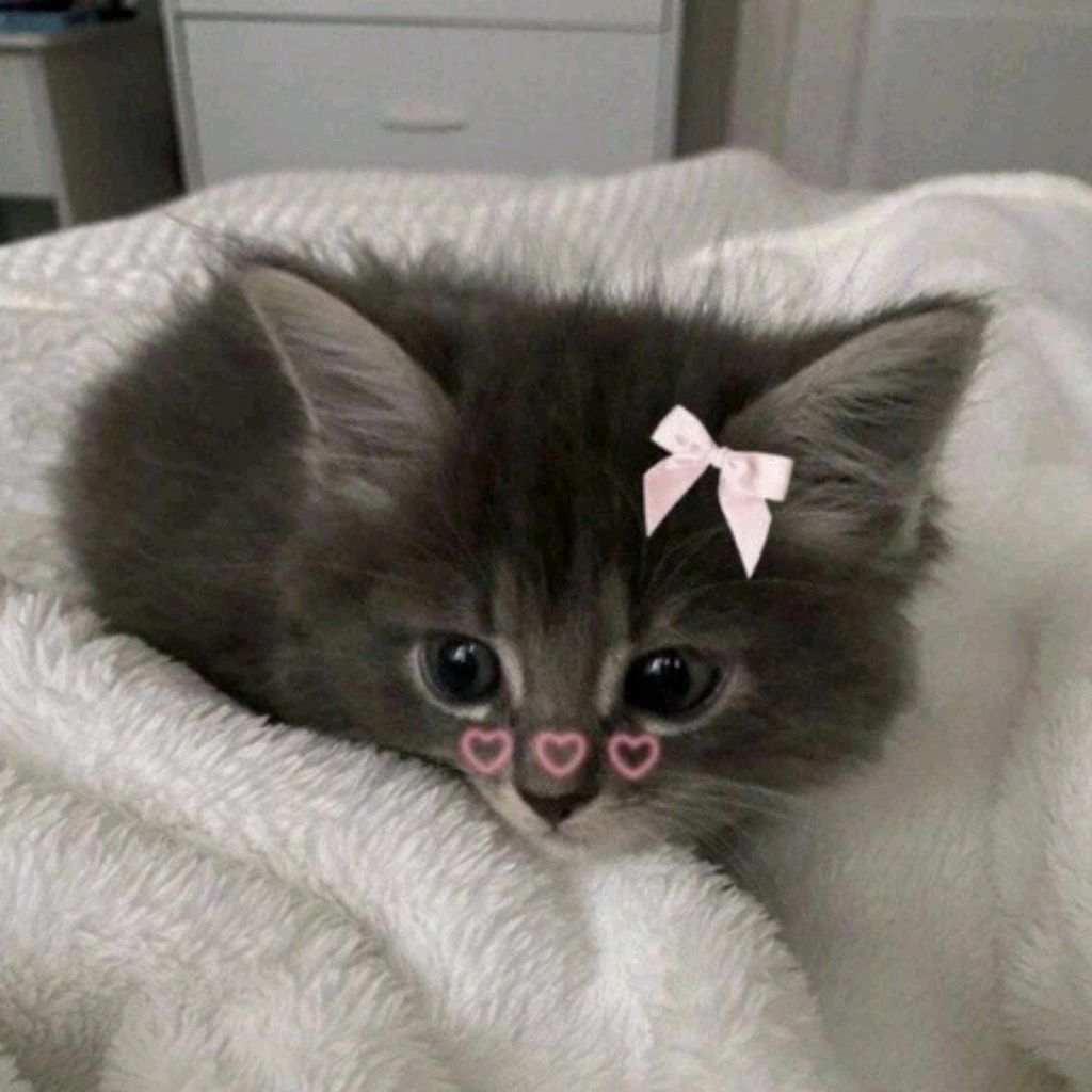 Иконка канала Котичка😻😽