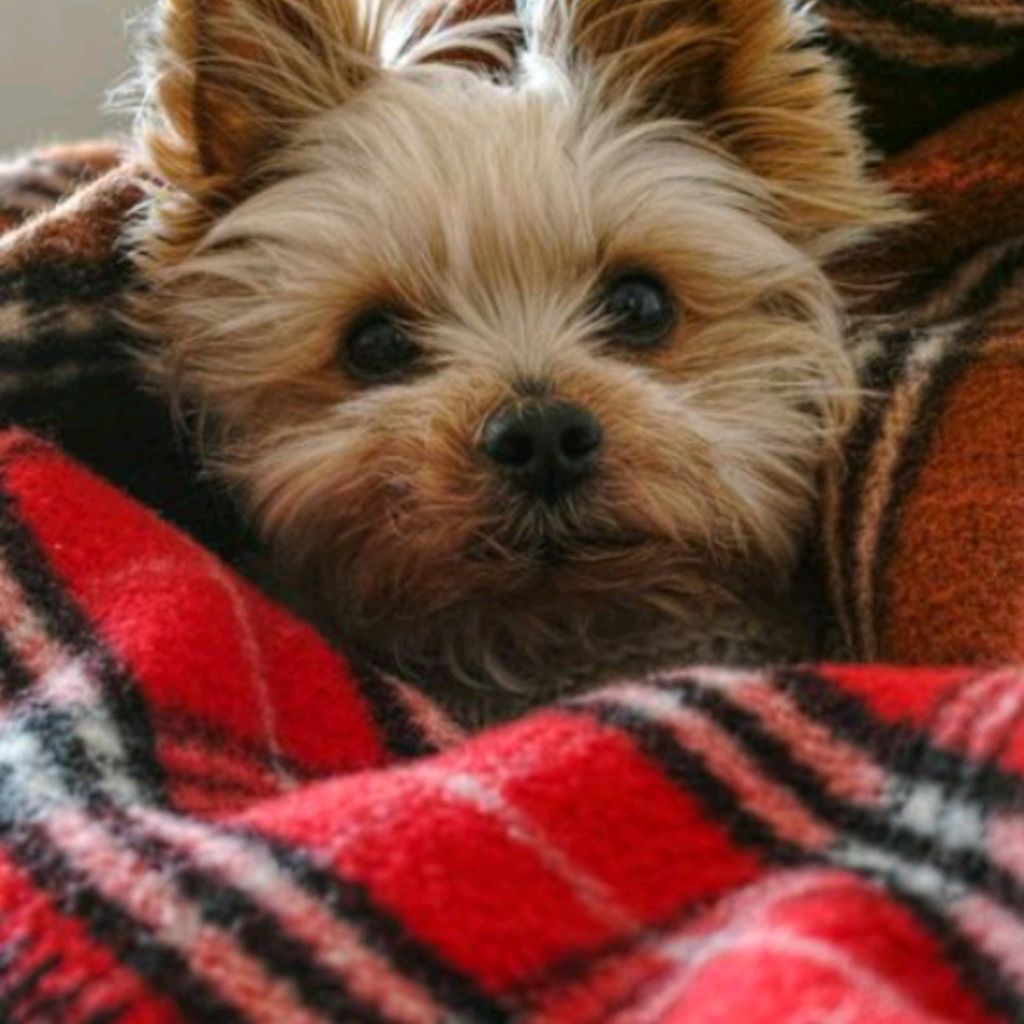 Иконка канала Ксюха  Йорк ♥️