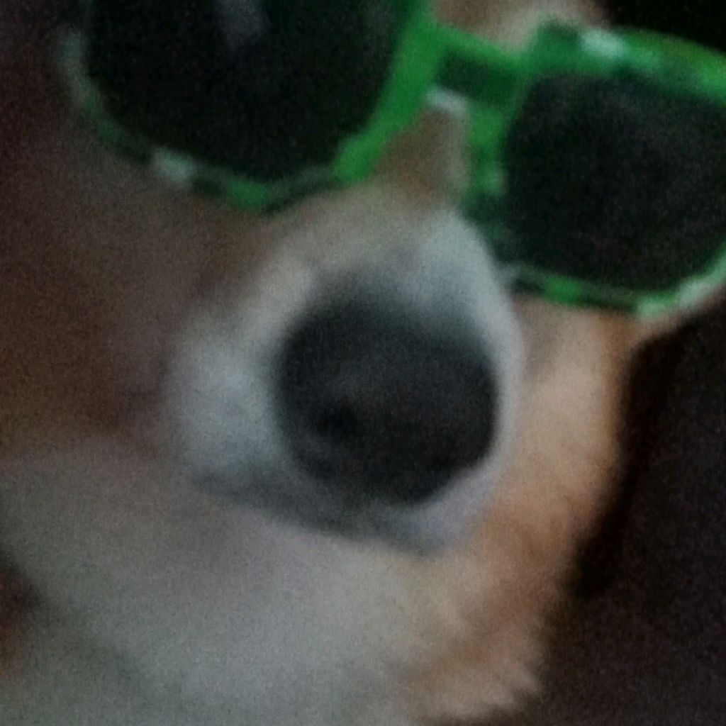 Иконка канала Собака Моня