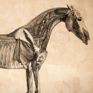 Иконка канала Anatomiakubgau