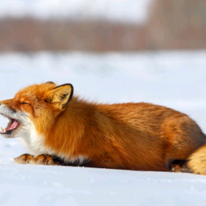 Иконка канала Mr. Fox